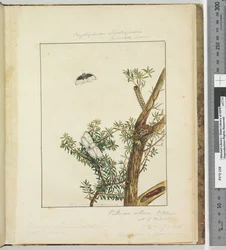 Seite 11. Platte 3 Cryptophasa Septosfermi Pultenae Lewin