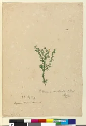 Seite 122. Vittadinia australis