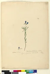 Seite 129. Ionidium filiforme, ca. 1803-06