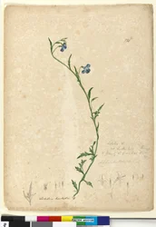Seite 130. Lobelia hostataLobelia gracilis
