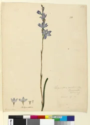 Seite 133. Thelymitra ixioides