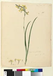 Seite 135. Diuris maculata