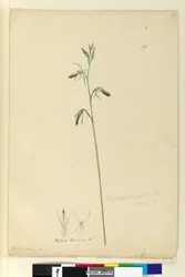 Seite 137. Cryptostylis longifolia