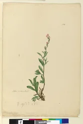 Seite 154. Silene naturalisiert