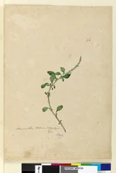 Seite 156. Amaranthus Blitum