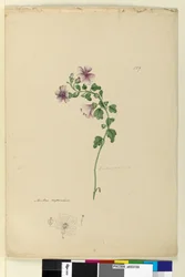 Seite 159. Malva capensis