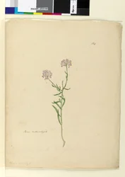 Seite 164. Iberis naturalisiert