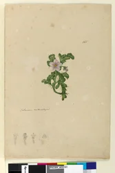 Seite 165. Solanum naturalisiert