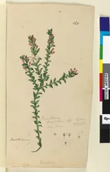 Seite 168. Eriostemon buxifolium