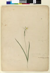 Seite 170. Diplarrhena moraea, ca. 1803-06