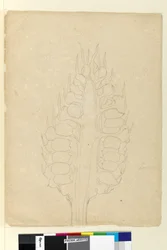 Seite 178a. Zamia