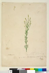 Seite 17. Symphionema paludosum