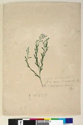 Seite 182. Linum sp verwandt mit augustifolium