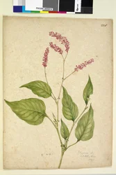 Seite 228. Polygonum orientale