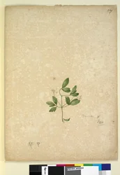 Seite 239. Clematis