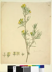 Seite 244. Gompholobium