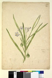 Seite 245. Solanum vescum