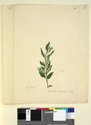 Seite 251. Marsdenia suaveolens