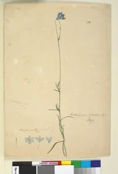 Seite 36. Wahlenbergia gracilis