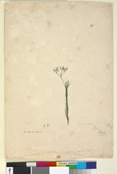 Seite 49. Trachymene linearis