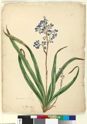 Seite 57. Dianella caerulea