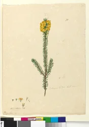 Seite 73. Dillwynia rubis?, ca. 1803-06