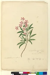 Seite 77. Ceratopetalum gummiferum