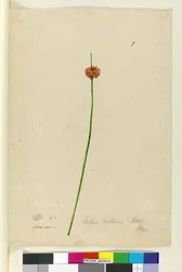 Seite 7. Scirpus nodosus, ca. 1803-06