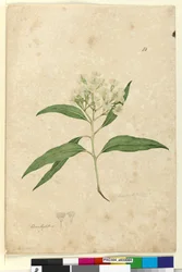 Seite 84. Eucalyptus paniculata, ca. 1803-06