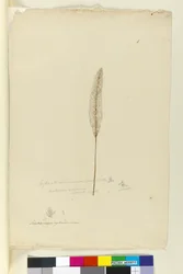Seite 8. Imperata arundinacea syn. Saccharum cylindricum, ca. 1803-06