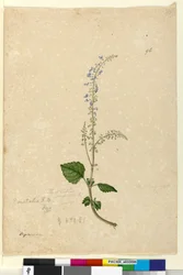 Seite 96. Plectranthus australis
