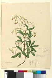 Seite 99. Bignonia australis