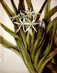 Die Murray-Lilie, cirinum pedunculatum