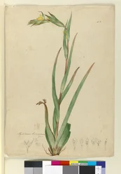 Phylidrum lanuginosum, ca. 1803-06