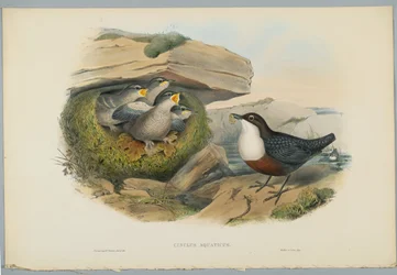 Wasseramsel, graviert von H. C. Richter