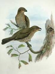 Ailuroedus Dentirostris, Zahnspitzkatzenvogel