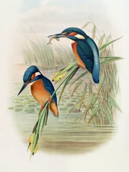 Alcedo Ispida, Tafel aus 