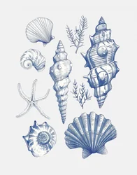 Blaue Nautische Muscheln