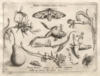 Archetypen und Studien: Der Tod ist die Linie, die das Ende von allem markiert Teil II, Platte 5, 1592