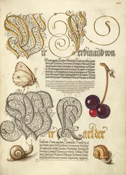 Schmetterling, Süßkirsche und Landschnecken