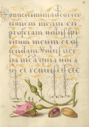 Französische Rose und Pistazie