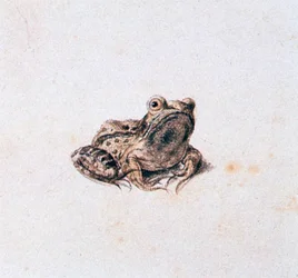 Grüner Frosch, 16. Jahrhundert