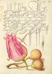 Imaginäres Insekt, Tulpe, Spinne und gewöhnliche Birne