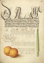 Eintagsfliege, Aprikose und Schilfgras