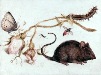 Maus, Blume und Insekt, 16. Jahrhundert