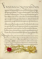 Adonisröschen und Butterblume