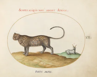 Tafel 12: Ein Gepard(?) und ein Wildschaf