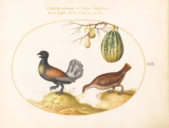 Tafel 12: Ein Paar Auerhühner mit einer Melone und Birnen