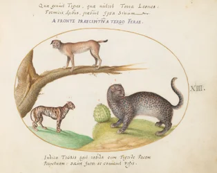 Tafel 13: Ein Tiger, ein Luchs und ein Jaguar(?)
