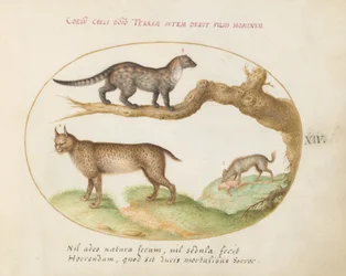 Tafel 14: Ein Zibet, ein Luchs und eine Hyäne